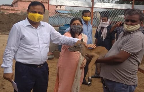 Adopted Gaushalas and Cattle Fodder Service